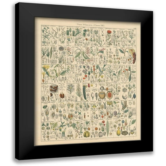 Wild Apple Portfolio 20x24 Black Modern Framed Museum Art Print Titled - Flora Chart II