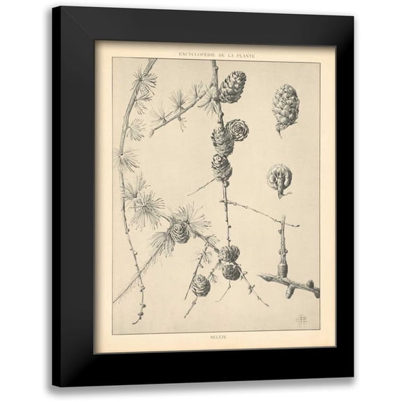 Wild Apple Portfolio 20x24 Black Modern Framed Museum Art Print Titled - Vintage Tree Sketches II