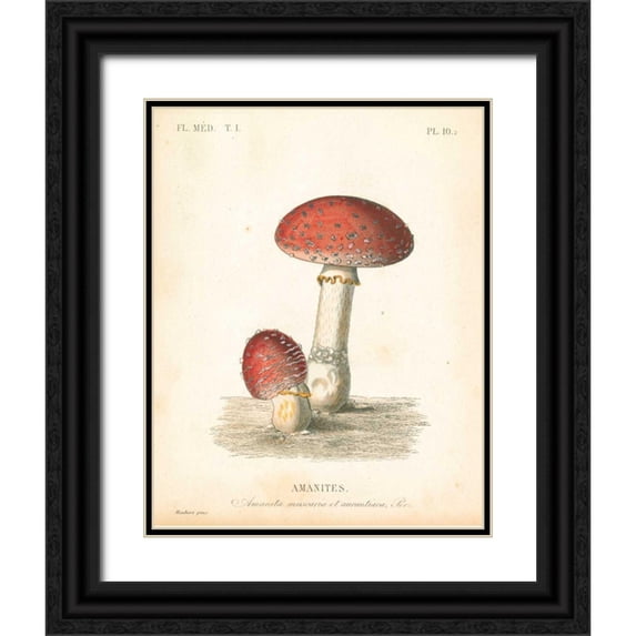 Wild Apple Portfolio 20x24 Black Ornate Wood Framed with Double Matting Museum Art Print Titled - French Mushrooms III