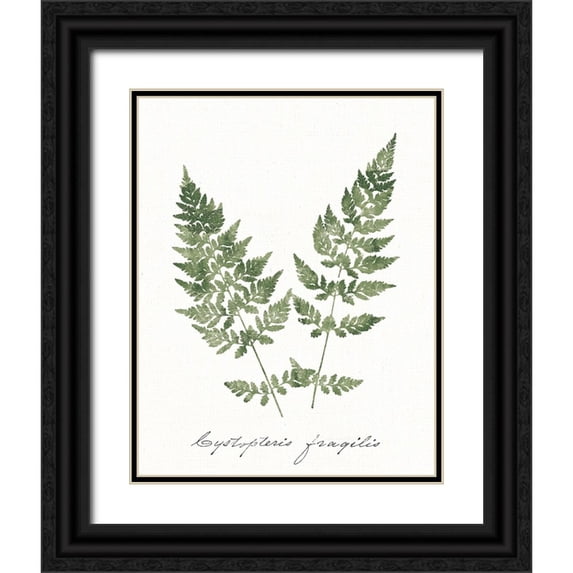 Wild Apple Portfolio 20x24 Black Ornate Wood Framed with Double Matting Museum Art Print Titled - Vintage Ferns VII no Border White