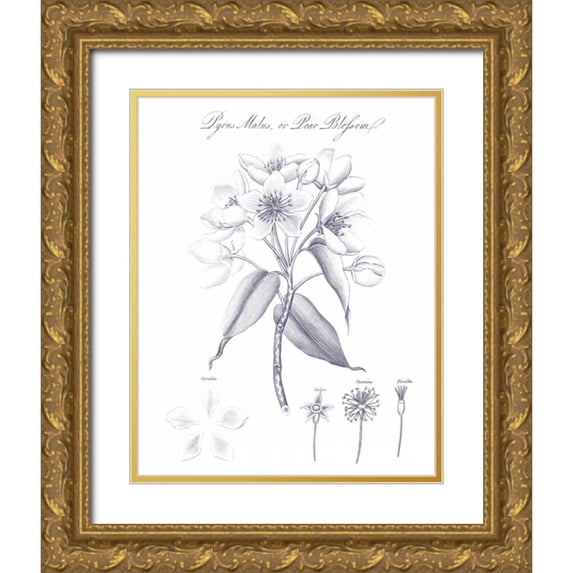Wild Apple Portfolio 20x24 Gold Ornate Wood Framed with Double Matting Museum Art Print Titled - Elements of Botany VIII Blue