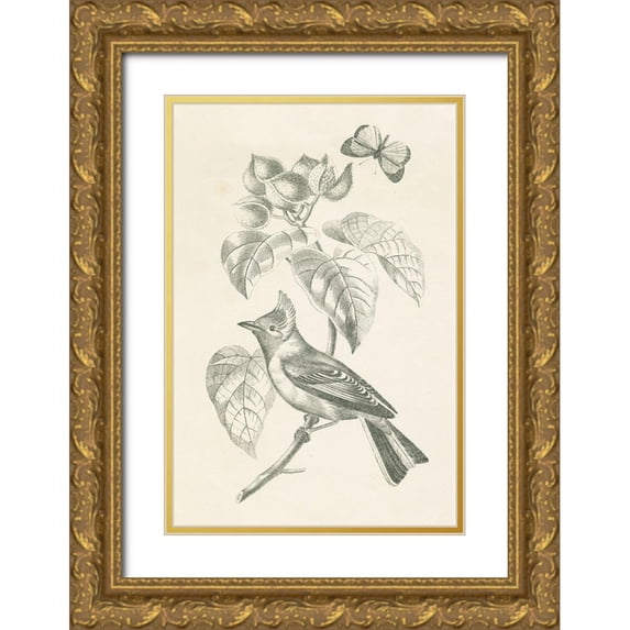 Wild Apple Portfolio 23x32 Gold Ornate Wood Framed with Double Matting Museum Art Print Titled - French Bird Drawing