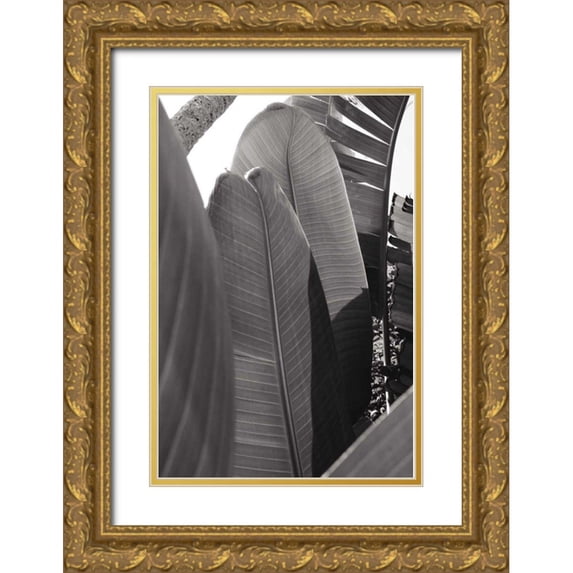 Wild Apple Portfolio 23x32 Gold Ornate Wood Framed with Double Matting Museum Art Print Titled - Palm Detail IV BW