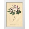 thumbnail image 1 of Wild Apple Portfolio 23x32 White Modern Wood Framed Museum Art Print Titled - Rhododendron Vintage, 1 of 4