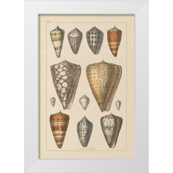 Wild Apple Portfolio 23x32 White Modern Wood Framed Museum Art Print Titled - Shell Assorment II
