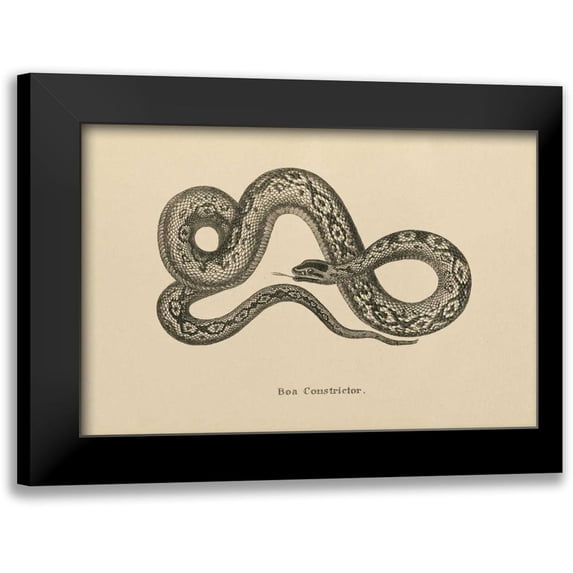 Wild Apple Portfolio 24x17 Black Modern Framed Museum Art Print Titled - Vintage Boa Constrictor