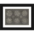 thumbnail image 1 of Wild Apple Portfolio 24x17 Black Ornate Wood Framed with Double Matting Museum Art Print Titled - Rosette IX Gray, 1 of 4