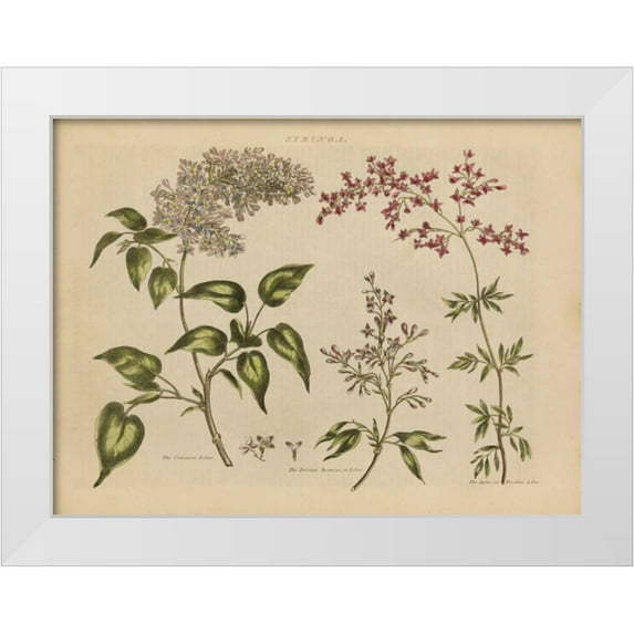 Wild Apple Portfolio 24x19 White Modern Wood Framed Museum Art Print Titled - Herbal Botanical I