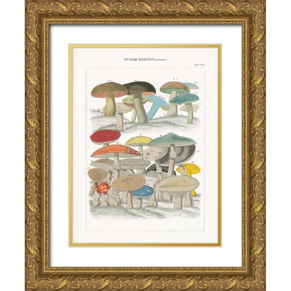 Wild Apple Portfolio 25x32 Gold Ornate Wood Framed with Double Matting Museum Art Print Titled - Funghi Italiani II