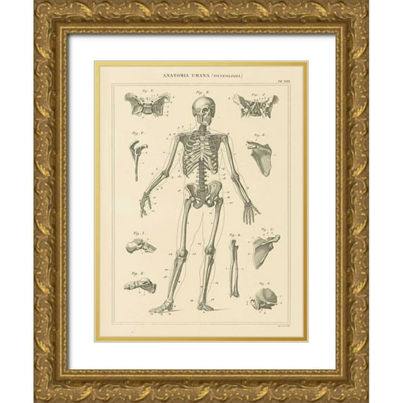 Wild Apple Portfolio 25x32 Gold Ornate Wood Framed with Double Matting Museum Art Print Titled - Skeleton Chart