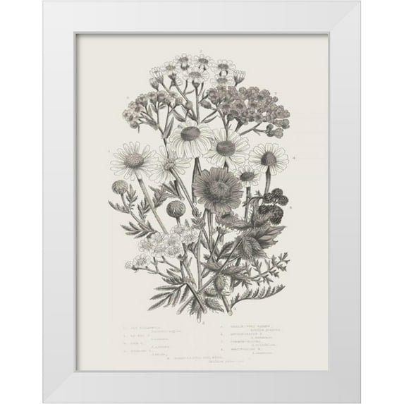 Wild Apple Portfolio 25x32 White Modern Wood Framed Museum Art Print Titled - Flowering Plants V Neutral