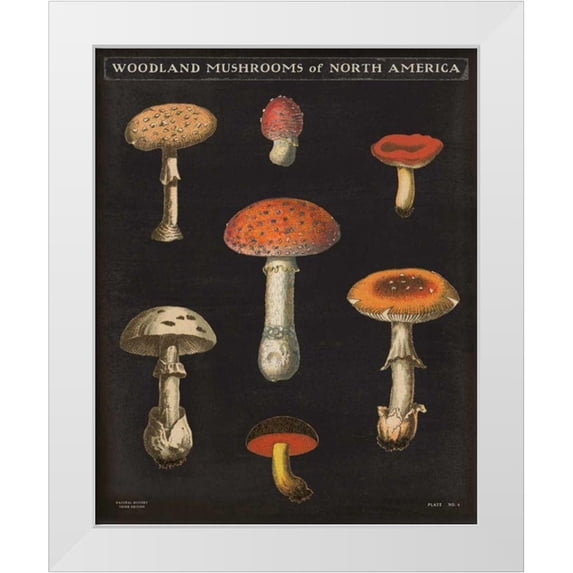Wild Apple Portfolio 26x31 White Modern Wood Framed Museum Art Print Titled - Mushroom Chart III