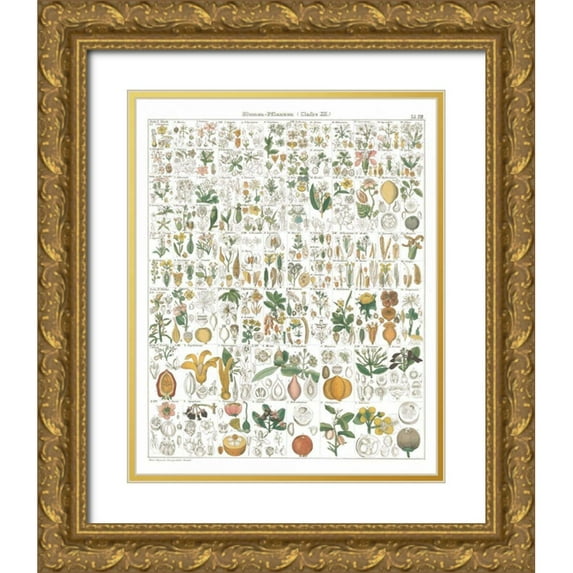 Wild Apple Portfolio 26x32 Gold Ornate Wood Framed with Double Matting Museum Art Print Titled - Flora Chart I White