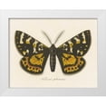 thumbnail image 1 of Wild Apple Portfolio 32x26 White Modern Wood Framed Museum Art Print Titled - Natures Butterfly V, 1 of 4