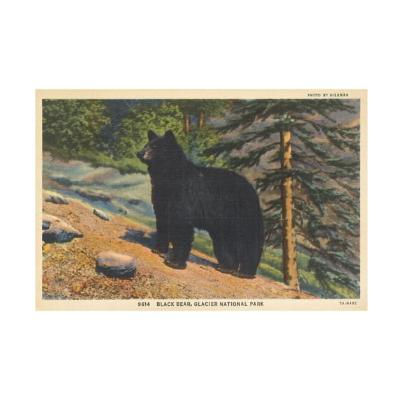 Wild Apple Portfolio 'Black Bear I Crop' Canvas Art