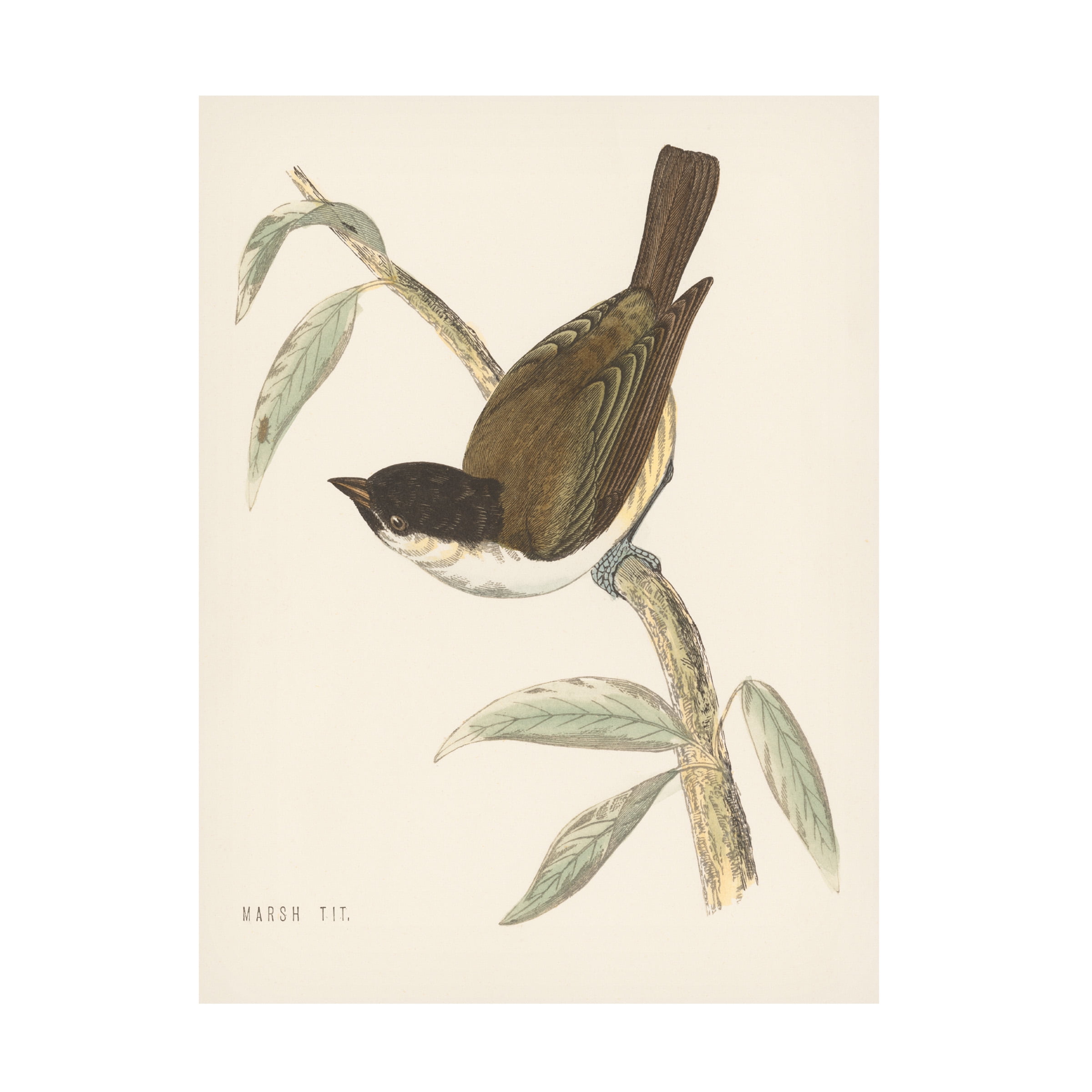 Engraved Birds II Horizontal Canvas Print with Wood Frame