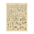thumbnail image 1 of Wild Apple Portfolio 'Flora Chart I' Canvas Art, 1 of 3