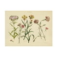 thumbnail image 1 of Wild Apple Portfolio 'Herbal Botanical VIII' Canvas Art, 1 of 1