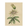 thumbnail image 1 of Wild Apple Portfolio 'Herbal Botanical XXI' Canvas Art, 1 of 3