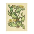 thumbnail image 1 of Wild Apple Portfolio 'Herbal Botanical XXIX' Canvas Art, 1 of 3