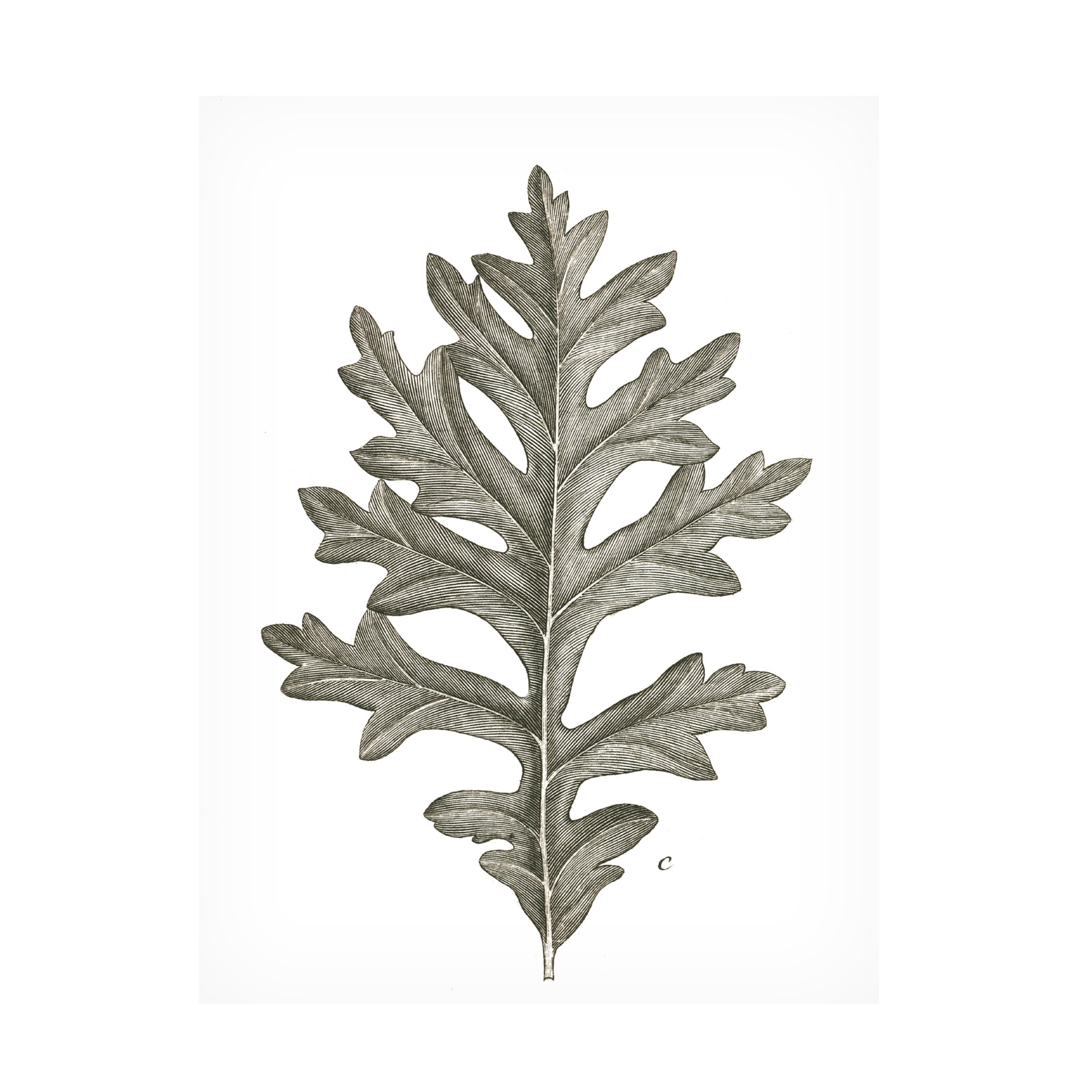 Contemporary Green and White Floral Canvas Print with Wooden Frame