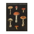 thumbnail image 1 of Wild Apple Portfolio 'Mushroom Chart III' Canvas Art, 1 of 3