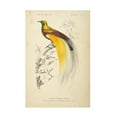 thumbnail image 1 of Wild Apple Portfolio 'Oiseaux de Paradis' Canvas Art, 1 of 3
