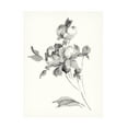 thumbnail image 1 of Wild Apple Portfolio 'Peony Blossoms Gray' Canvas Art, 1 of 3