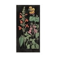 thumbnail image 1 of Wild Apple Portfolio 'Salvia Florals I on Black' Canvas Art, 1 of 4