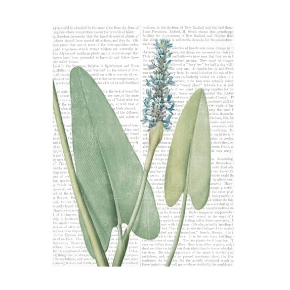 Wild Apple Portfolio 'Summer Botanicals IV' Canvas Art