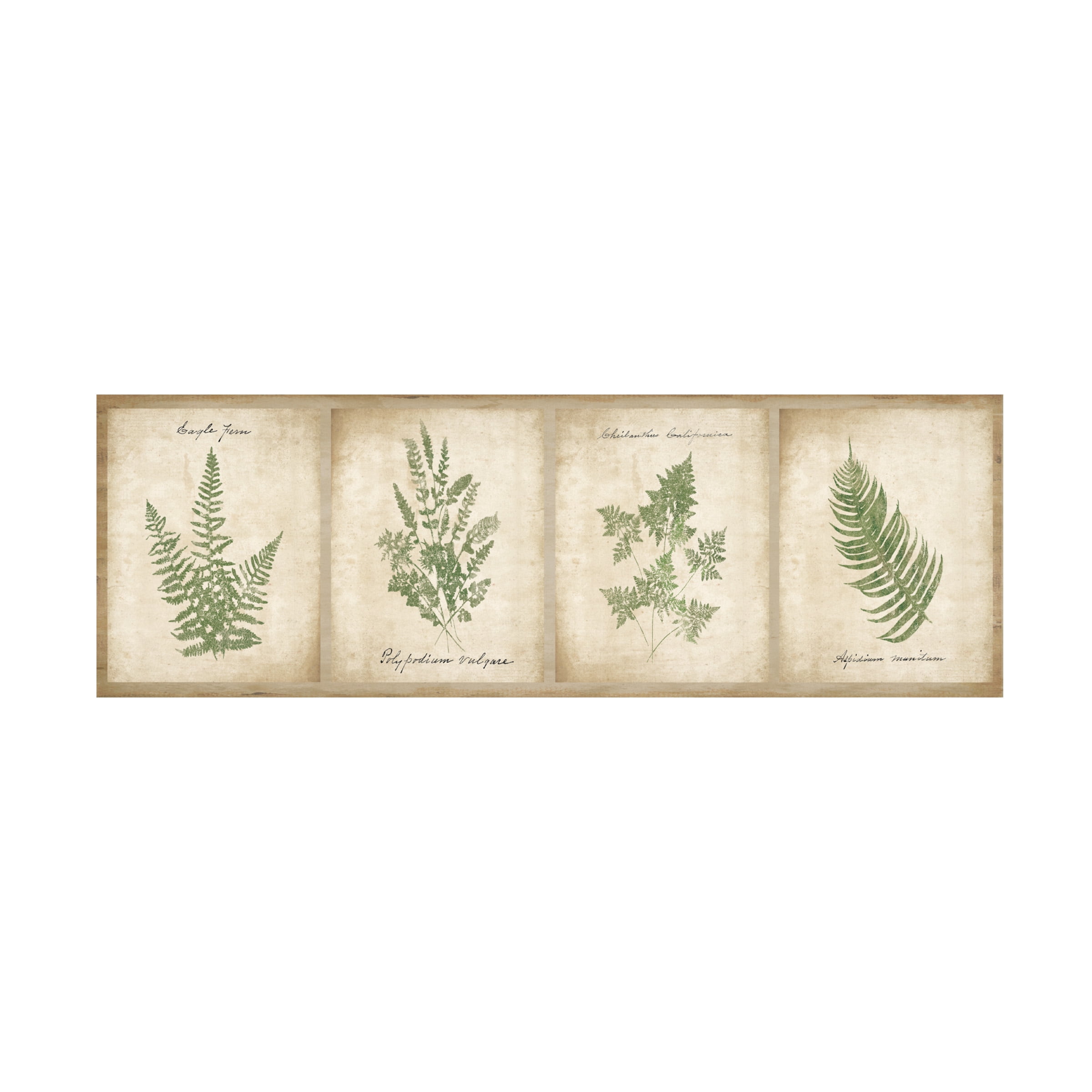 Wild Apple Portfolio 'Vintage Ferns 4 Image Panel' Canvas Art