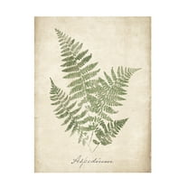 Wild Apple Portfolio 'Vintage Ferns IX No Border' Canvas Art