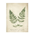thumbnail image 1 of Wild Apple Portfolio 'Vintage Ferns VII No Border' Canvas Art, 1 of 3