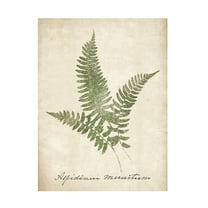 Wild Apple Portfolio 'Vintage Ferns X no Border' Canvas Art