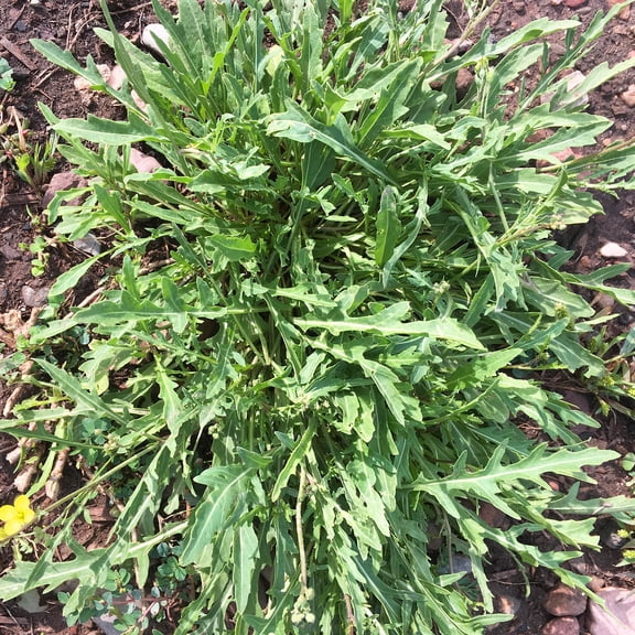 Wild Arugula Herb Garden Seeds - 1 g Packet ~500 Seeds - Non-GMO, Heirloom, Annual - Herbs, Microgreens, Gardening