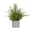 thumbnail image 1 of Wild Asparagus and Grass in Round Cement Planter, 1 of 2
