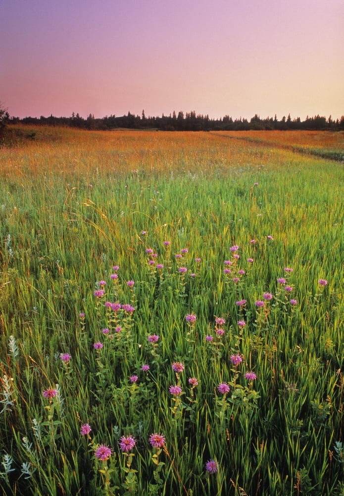 Wild Bergamot (Horsemint) Spruce Woods Provincial Park Manitoba Canada Canvas Art - Darwin Wiggett Design Pics (12 x 17)