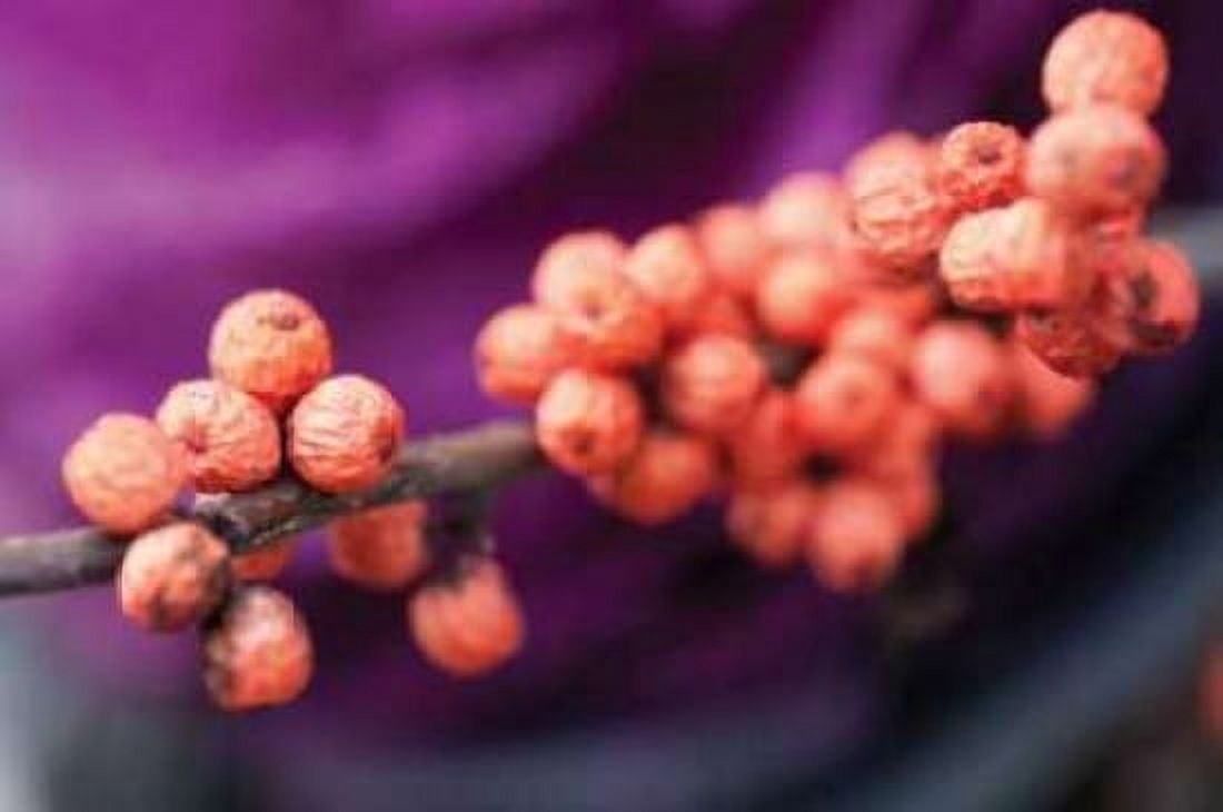 Wild Berries I Canvas Art - Erin Berzel (20 x 28)