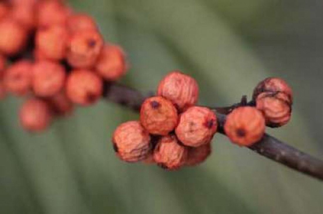 Wild Berries II Canvas Art - Erin Berzel (20 x 28)