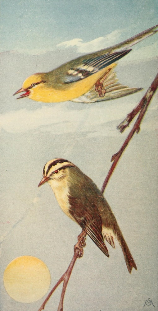 Wild Birds 1921 Bl-wngd & Wrm-etng Warblers Canvas Art - F S-Mathews (24 x 36)