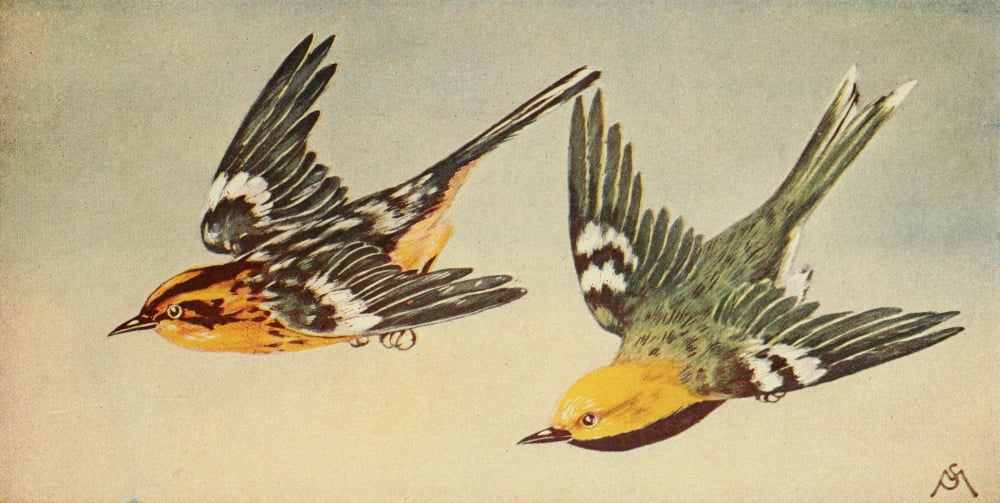 Wild Birds 1921 Blkbrn & Grn Warblers Canvas Art - F S-Mathews (18 x 24)