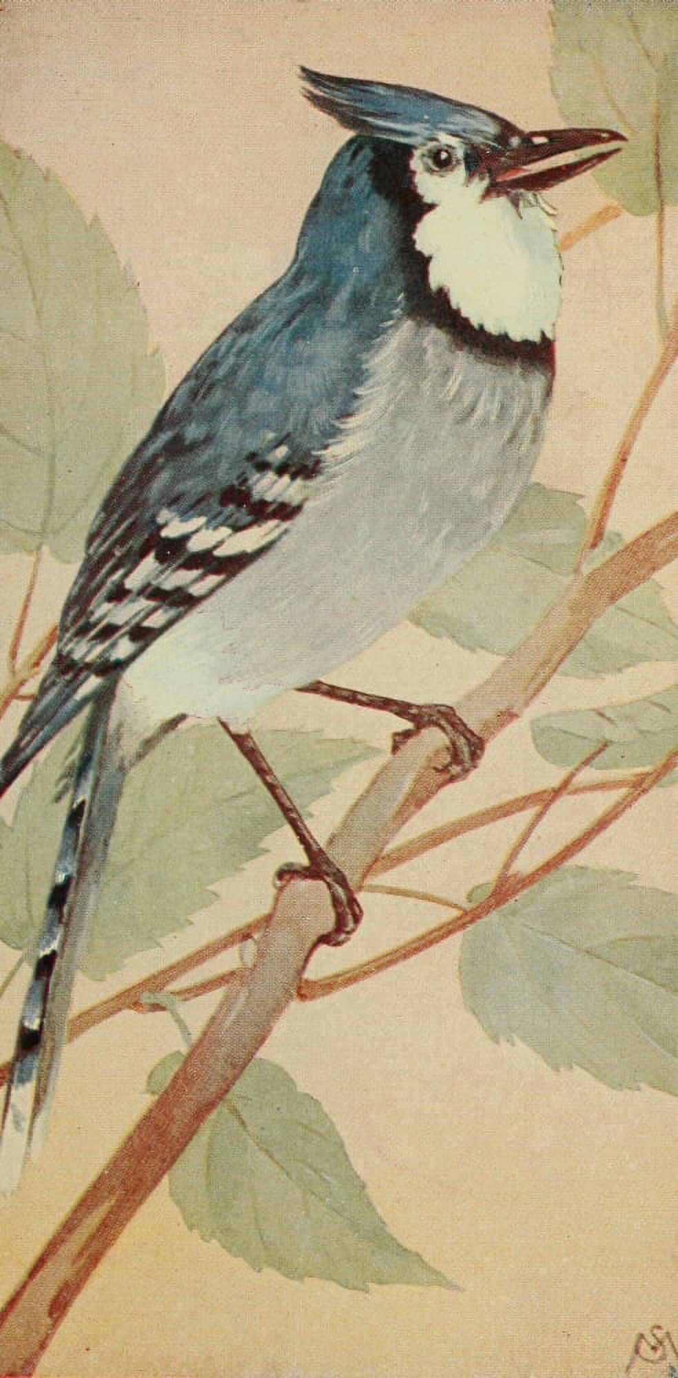 Wild Birds 1921 Blue Jay Canvas Art - F S-Mathews (24 x 36)
