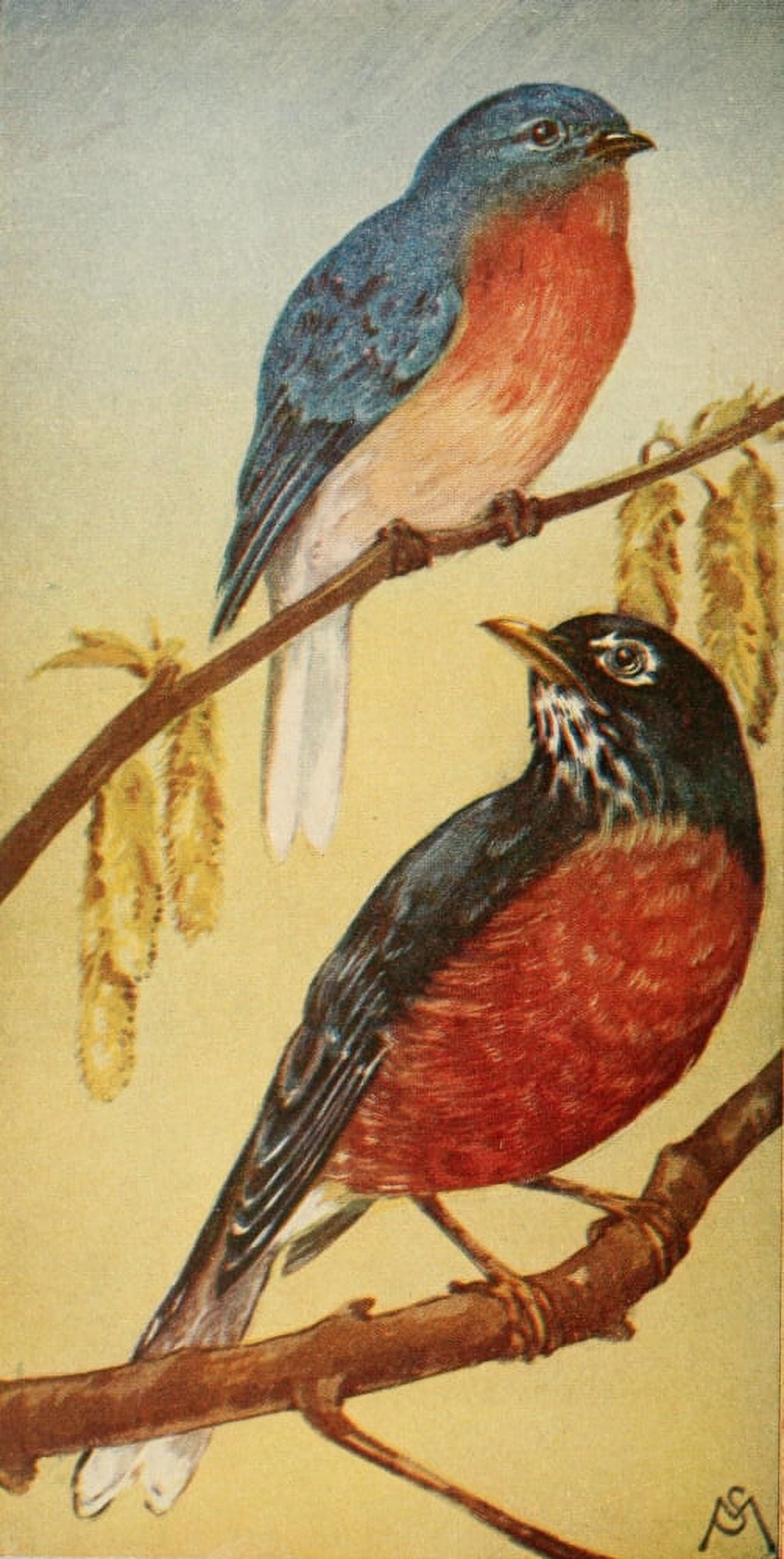 Wild Birds 1921 Bluebird & Robin Canvas Art - F S-Mathews (18 x 24)