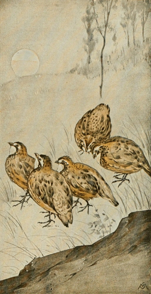Wild Birds 1921 Bob White Canvas Art - F S-Mathews (18 x 24)