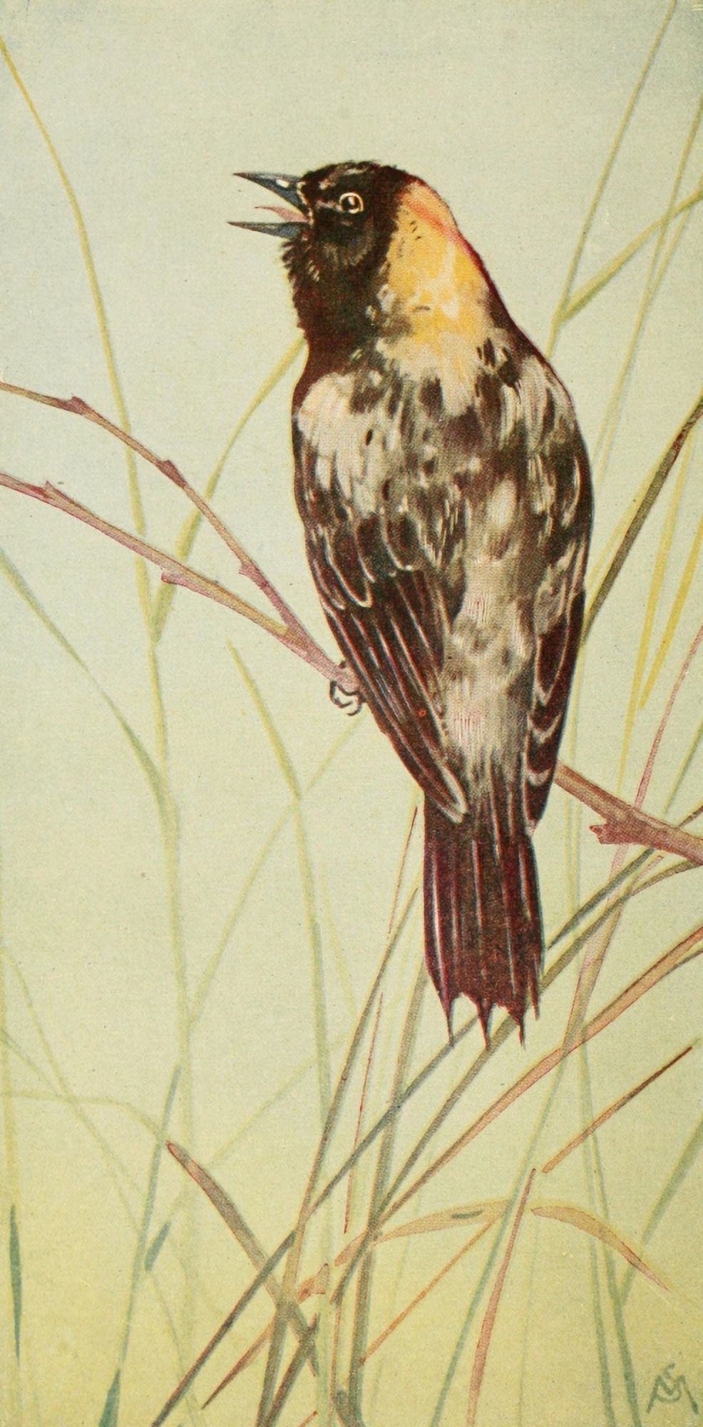 Wild Birds 1921 Bobolink Canvas Art - F S-Mathews (24 x 36)
