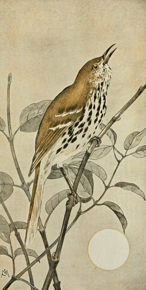 Wild Birds 1921 Brown Thrasher Canvas Art - F S-Mathews (18 x 24)