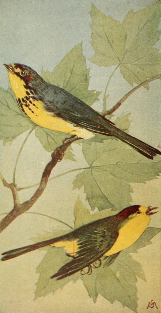 Wild Birds 1921 Canadian & Wlsns Warbler Canvas Art - F S-Mathews (18 x 24)