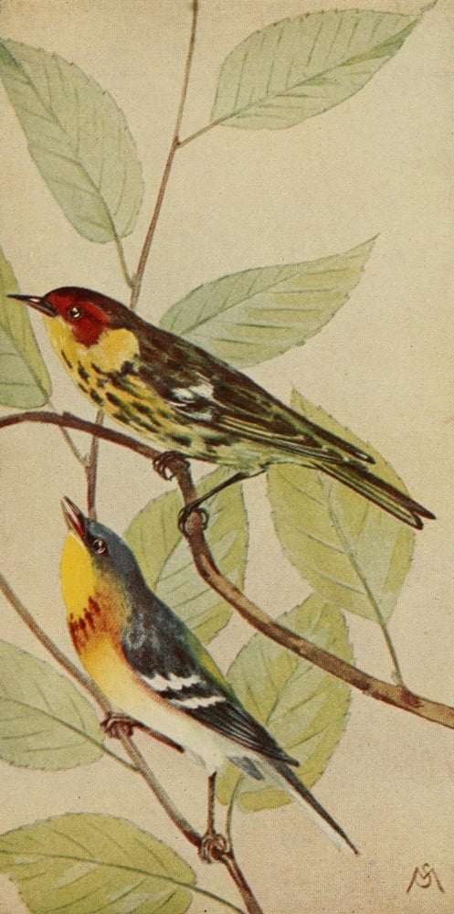 Wild Birds 1921 Cape May & Perula Warblers Canvas Art - F S-Mathews (18 x 24)