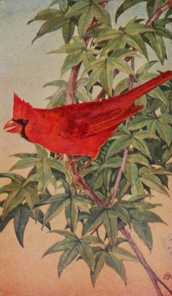 Wild Birds 1921 Cardinal Canvas Art - F S-Mathews (24 x 36)