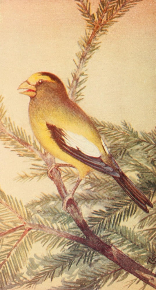 Wild Birds 1921 Evening Grosbeak Canvas Art - F S-Mathews (24 x 36)